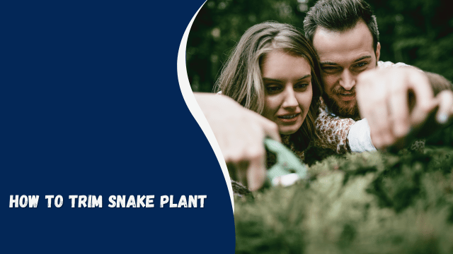 how to trim snake plant Comprehensive Guide