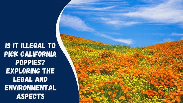 Is It Illegal to Pick California Poppies? Exploring the Legal and Environmental Aspects