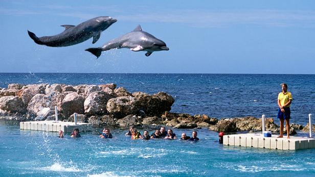 Exploring the Wonders of Dolphin Cove Jamaica: A Comprehensive Guide