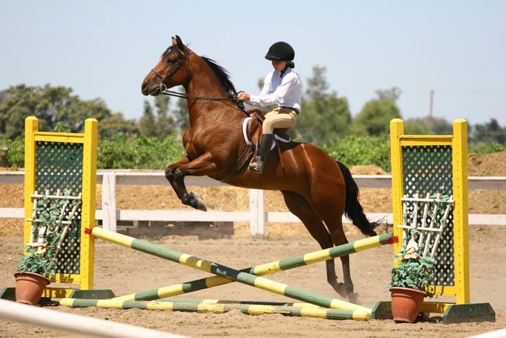 Safety And Style: Exploring The Benefits Of Plastic Horse Jumps