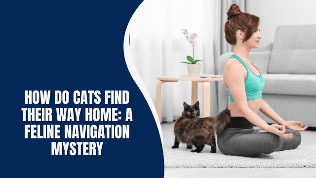 How Do Cats Find Their Way Home: A Feline Navigation Mystery