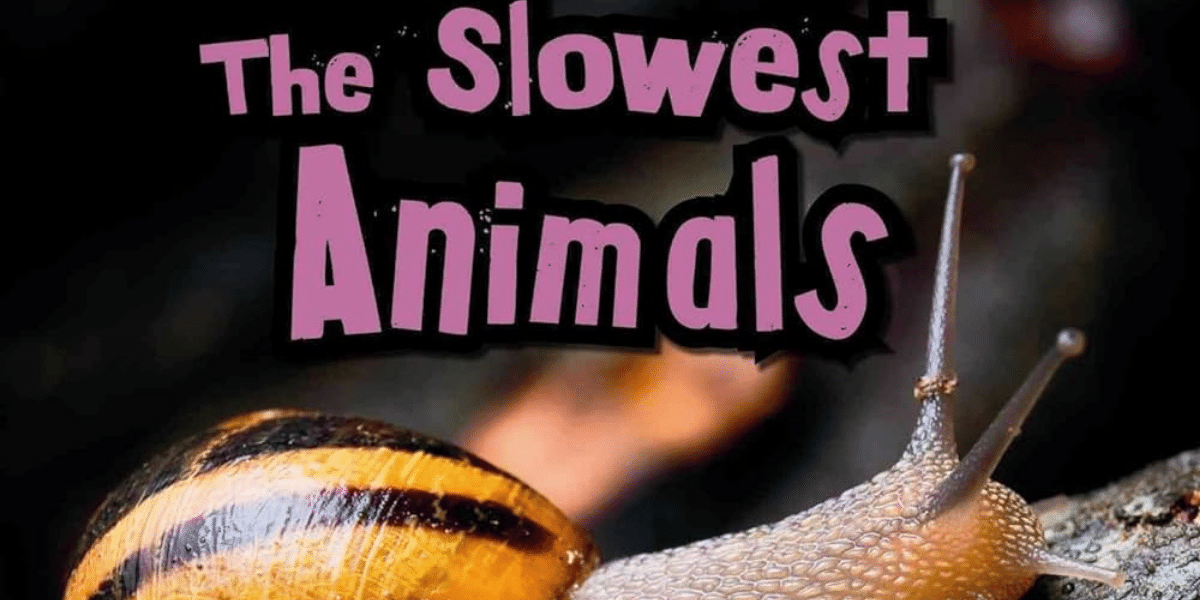 Interesting List of Slowest Animals in English with Facts