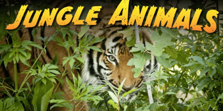 Jungle Animals | 20 Animals that Live in the Jungle and Their Interesting Facts