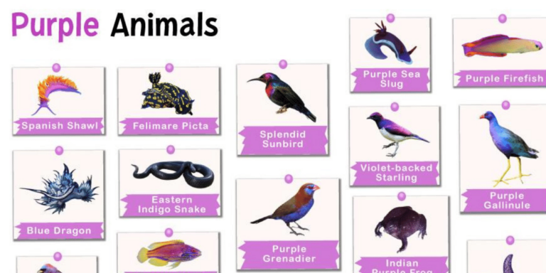 List of 47 Interesting Purple Animals in English