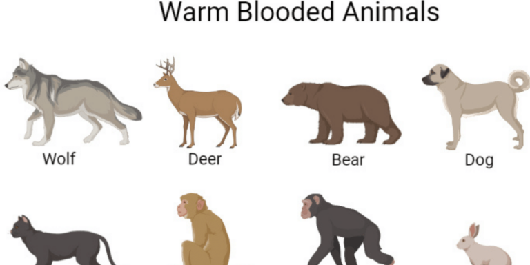 List of Popular Warm-blooded Animals in English