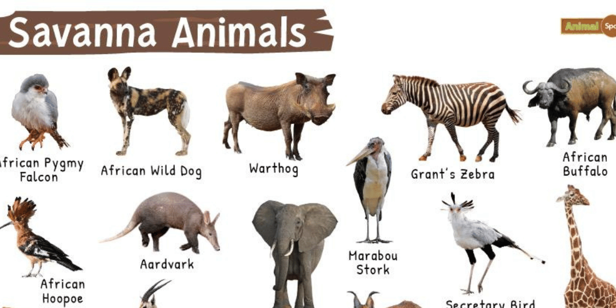 Savanna Animals: List of Wonderful Animals that Live in the Savanna