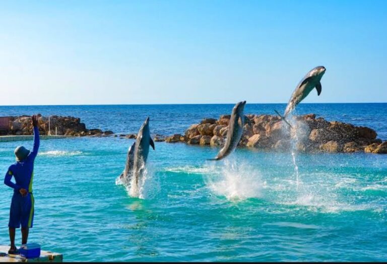 Dolphin Cove Jamaica