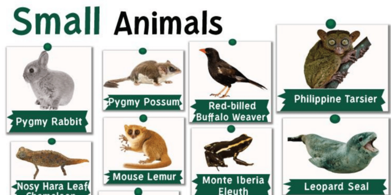 Small Animals in English | Top 25 Smallest Animals in the World
