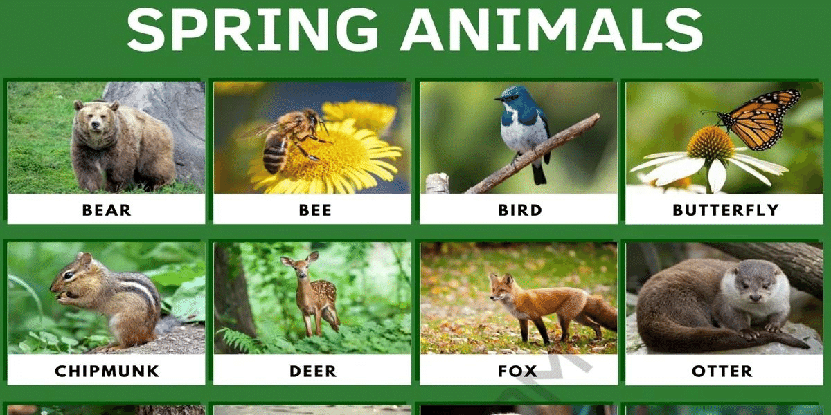 Spring Animals: 25+ Adorable Animals of Spring Season in English
