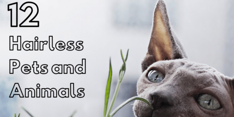 Top 12 Hairless Animals and Fun Facts about Them