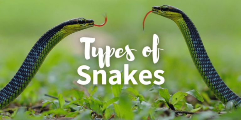 Types of Snakes: 176 Species of Snakes with Amazing Facts