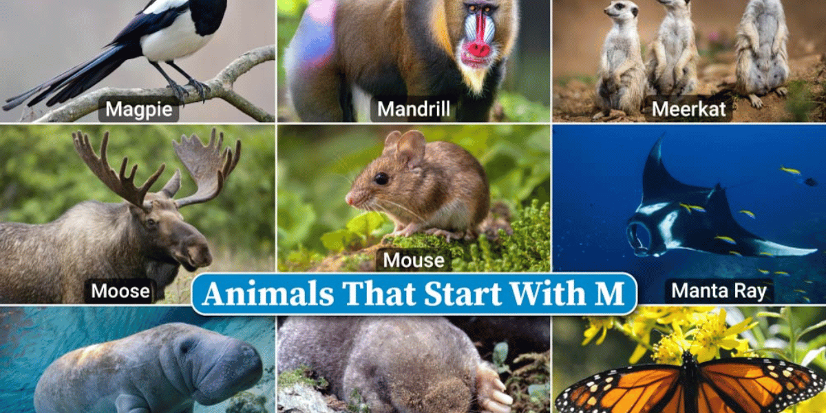 178 Animals that Start with M | List of Animals Beginning with M ...