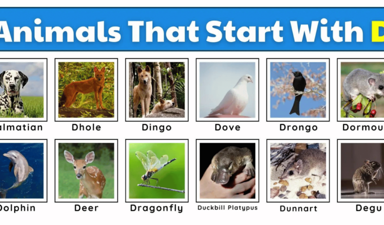 205 Animals that Start with D | List of Animals Starting with D
