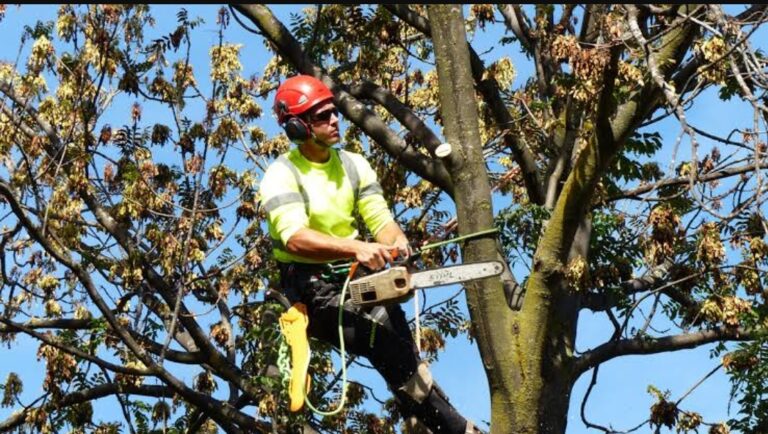 The Benefits of Hiring an Arborist in Toronto for Tree Care
