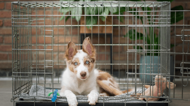 How to Find a Reputable Dog Breeder?