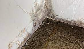 The Importance of Mold Testing for Home Safety
