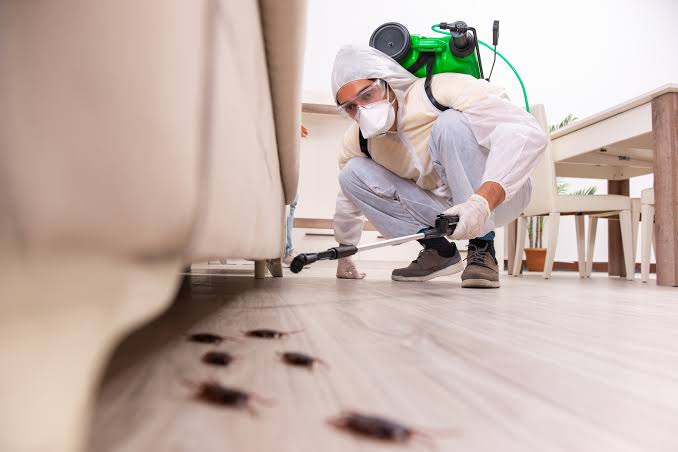When To Hire Pest Control Experts: 7 Key Situations