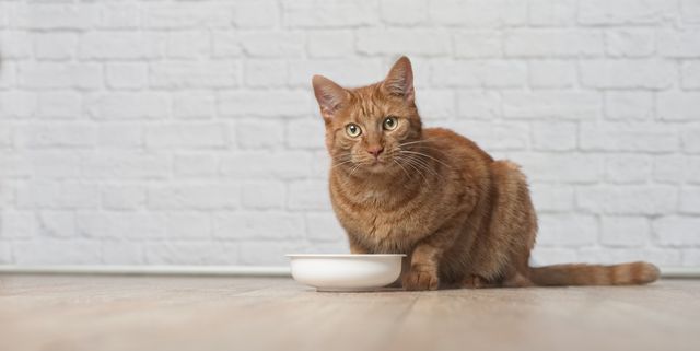 What to Look for in Dry Cat Food: 3 Key Considerations