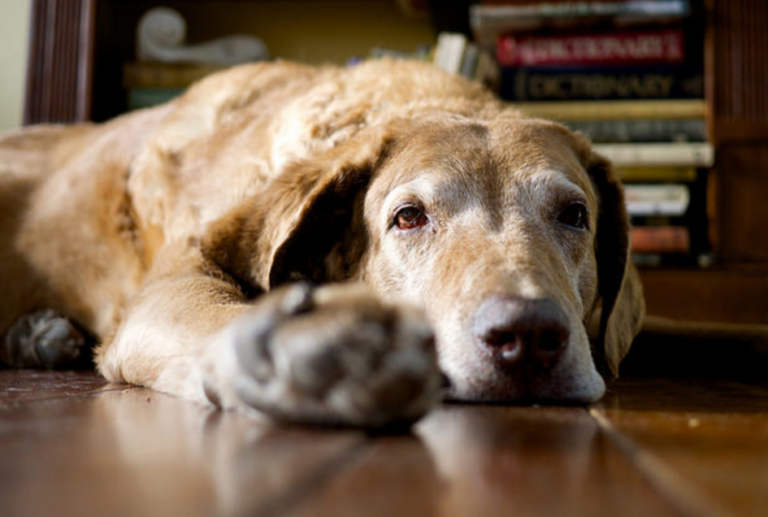 Understanding The Reasons Behind Your Dog’s Nighttime Pacing