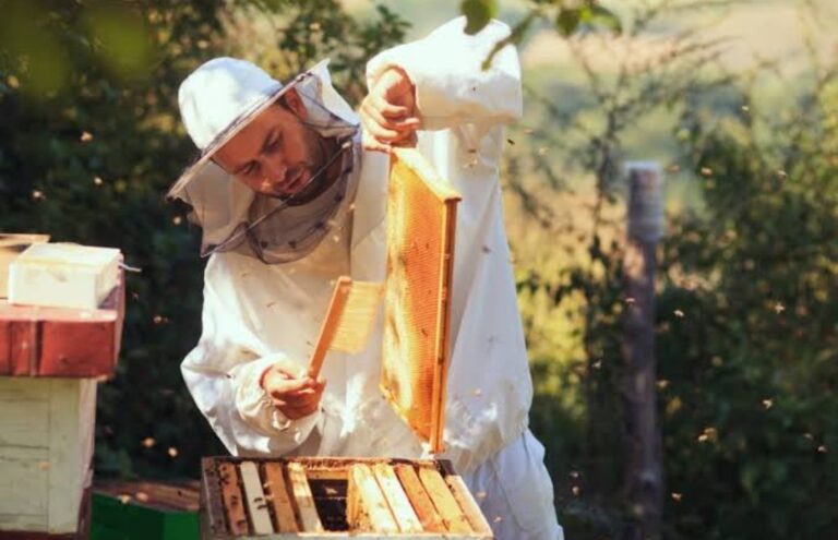 Sustainable Beekeeping: A Comprehensive Guide to Eco-Friendly Apiculture