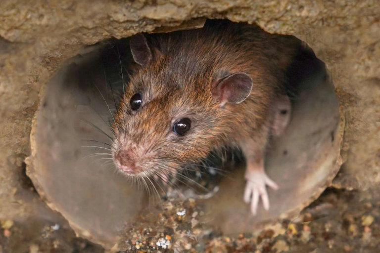 Unseen Threats: Exploring How Rats Enter Drainage Systems and Why Rat Blockers are Essential