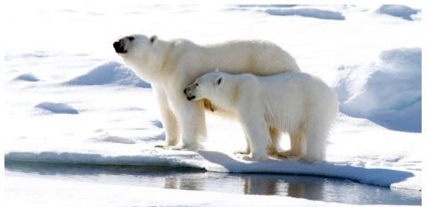 Best Polar Bear Names 