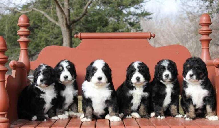 Top  5 Bernedoodle Breeder in the USA | Why Should You Choose Them ?