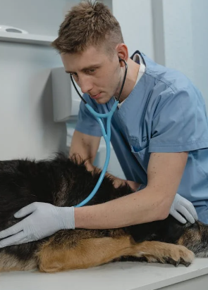 How to Improve Pet Care Services in Your Animal Clinic